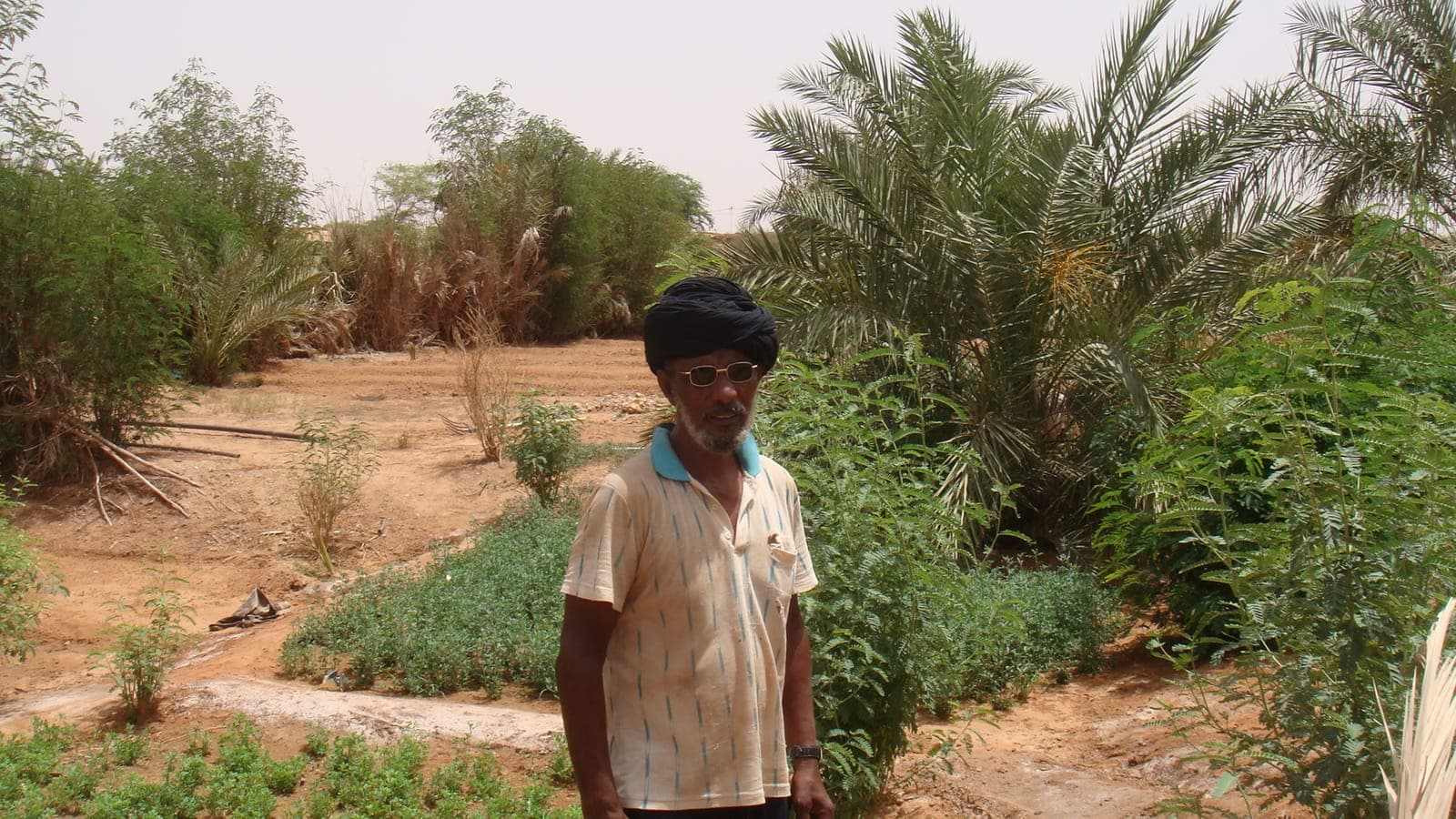 Agriculture sous palmiers