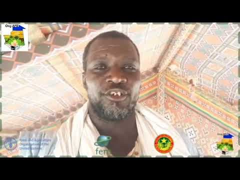 Restauration des espèces et des milieux – Projet FAO GCP/MAU/001/GFF, restauration de 100 hectares à Awad Amour / village N'Daleye
